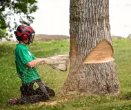 Abattage d'arbres 22